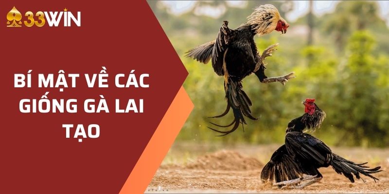 Bí mật về các giống gà lai tạo