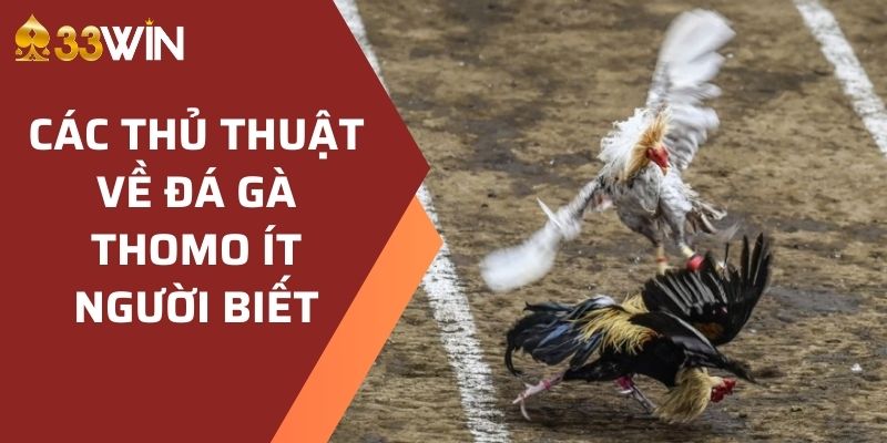 Các thủ thuật về đá gà Thomo ít người biết