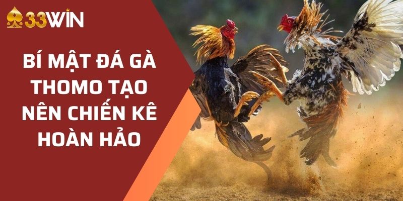 bí mật đá gà Thomo