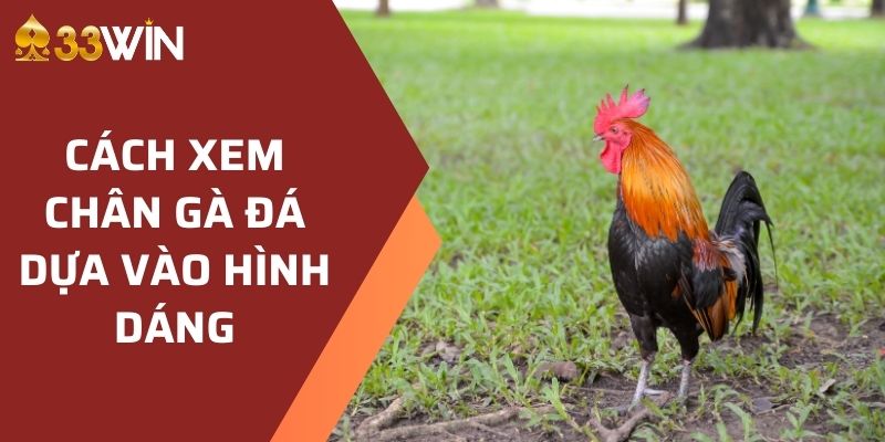 Cách xem chân gà đá dựa vào hình dáng