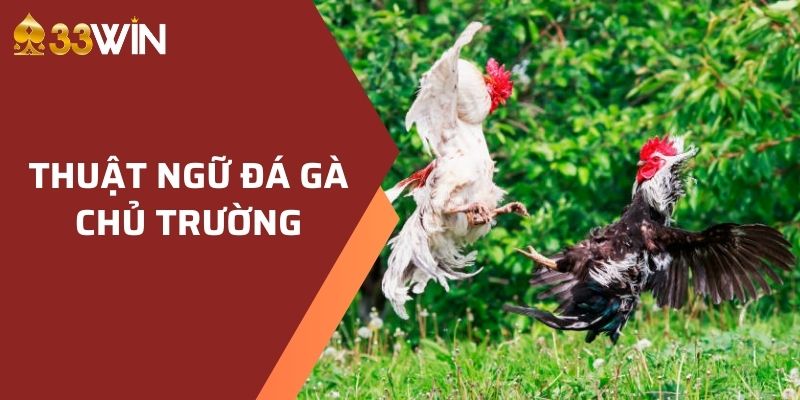 Thuật ngữ đá gà chủ trường 